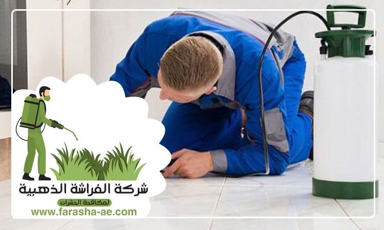 مكافحة بق الفراش في دبى