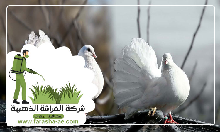 شركة مكافحة الحمام في الفجيرة