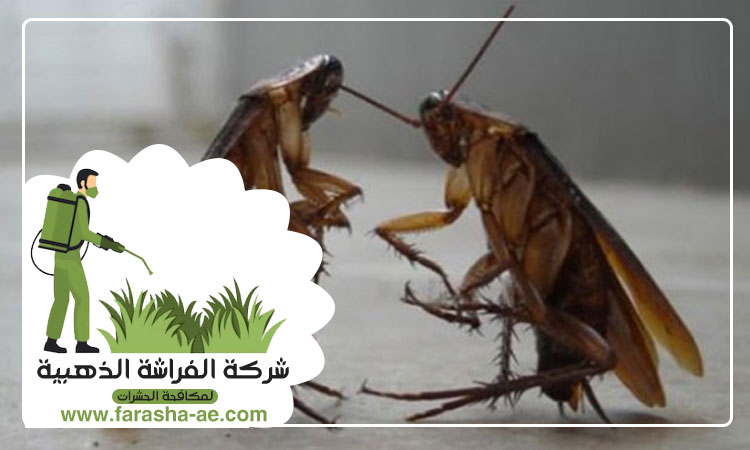 مكافحة الصراصير في الفجيرة